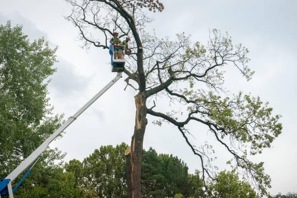 Best Tree Disease Treatment  in Sans Souci, SC