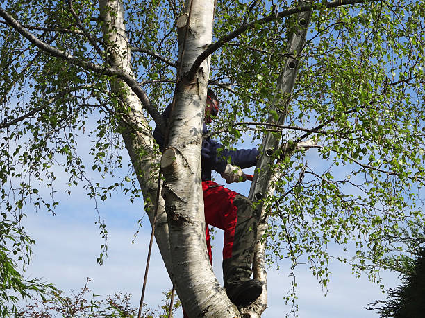 Best Root Management and Removal  in Sans Souci, SC