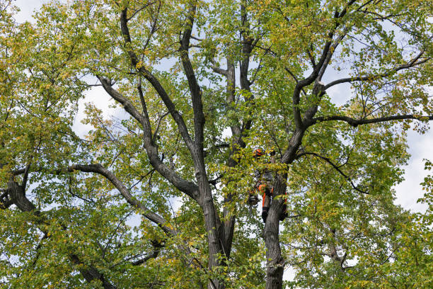  Sans Souci, SC Tree Care Pros